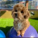 두두펫케어 이미지