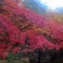 하슬라에코 이미지