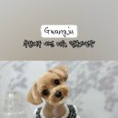 살롱드멍뭉 네이버블로그
