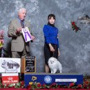 어벤져스켄넬 탑클래스펫 강아지분양 | 동탄강아지분양 차별화된 애견분양