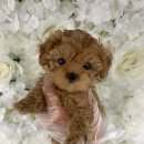 곱슬곱슬 이미지