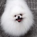 강아지와고양이 이미지