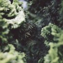 나무와숲한의원 이미지