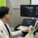 well(웰)치과기공소 | 강아지 물 많이 먹는 이유, '더워서 그래요'라고 넘기면 위험합니다