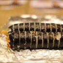 김밥속세상