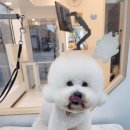 둘리애견 이미지