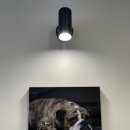 뉴욕애견 이미지