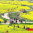 낙동강관리본부 대저생태공원 3 이미지