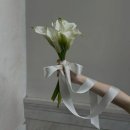 부산 영화촬영스튜디오 | 부산웨딩촬영준비 알마스튜디오계약후기 (feat 촬영생화부케 예약)