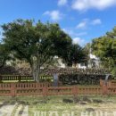 제주 도련동 귤나무류 이미지