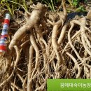 슈퍼우리농산물 이미지