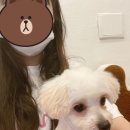 댕블댕블 이미지