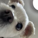 야옹아 멍멍해봐 오산점 이미지