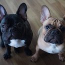 패밀리독 이미지