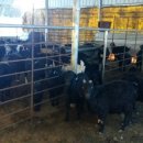 강원도흑염소 이미지