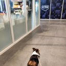 펫바스로 수지 이미지