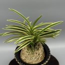 욱일농장 이미지