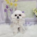 복이네도그살롱 이미지