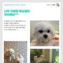 개님살롱레이크사이드 이미지