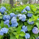 파주수국길(주) 이미지