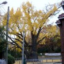 방학동 은행나무 이미지