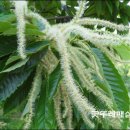 밤산농원 이미지