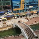 비숑이즈 이미지