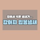 우리 강아지 입 냄새, 혹시 '똥 냄새' 아니죠?
