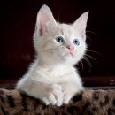 고양이 습성