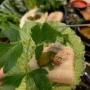 산풀 괴정점