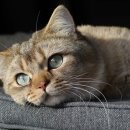 마시차이나 이미지