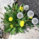 민들레홀씨 이미지