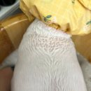 무마취 고양이 미용실 반할고양 | 김포고양이미용 유목민 생활 끝! 무마취고양이미용실반할고양, 정착합니다