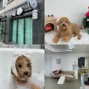 멍플랙스 | 멍플러피’ [스파, 미용요금표, 강아지옷, 알러지없는 사료, 수제간식점 ‘멍플랙스’] 내돈내산 깔끔후기