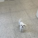 아피아피 apyapy 이미지