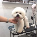 강아지 이발관 이미지