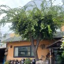 토지보리밥 이미지