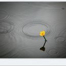 자연의 소리 이미지