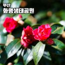 도시철도 화명역 5번 출구 | 부산 화명생태공원 동백꽃 위치 주차장 애기 동백 군락지