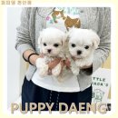 라이프케어홍성한의원 | 홍성미니비숑입양 우리 가족의 삶이 달라졌어요