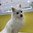 댕이발소 이미지