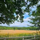 송아목장 | 예산 아그로랜드 청보리밭 6월 방문 후기