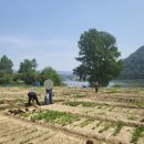 [주말농장:삼봉아양농장]2023년 동행서울 친환경농장 후기(1)봄개장