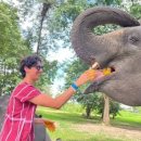 코끼리셀프 이미지