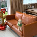 무아몽 해운대 강아지 애견미용 | 부산 해운대 애견미용 말티푸 가위컷 무아몽 해운대