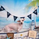 딩동 펫 살롱 이미지