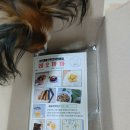 레오까까 이미지