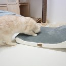 디엔씨펫 이미지