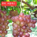 농산물포도판매