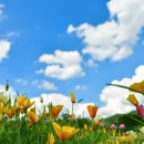 용수골꽃양귀비축제 이미지